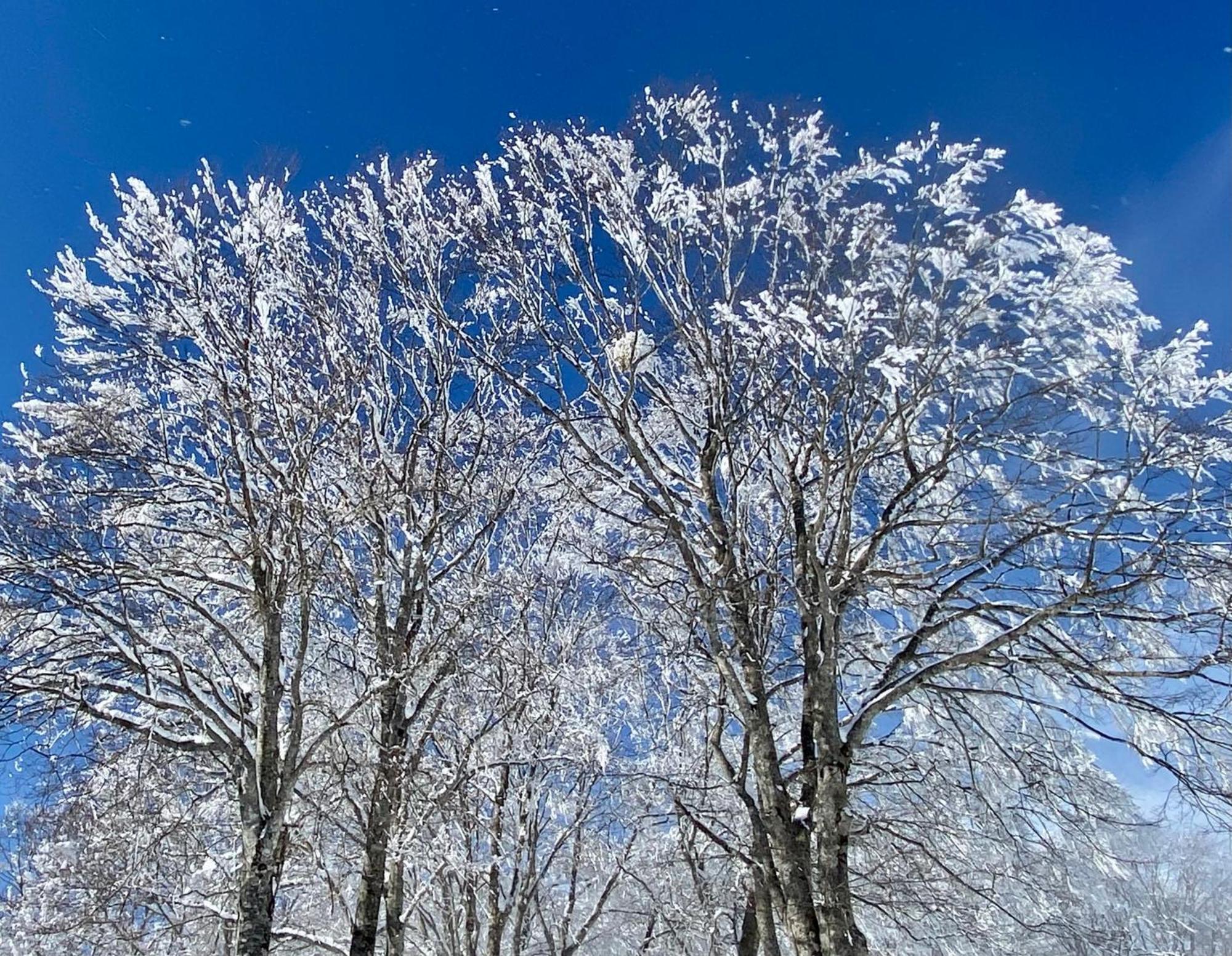 Snow Horizon Apartman Hakuba Kültér fotó